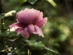 Rose in Droplets of Water