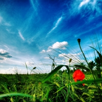 Grass Cloud Sky