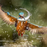 Kingfisher - "Fishing"