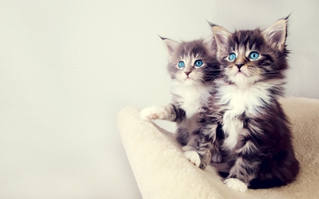 Kittens - animal, cat, photo, kitten