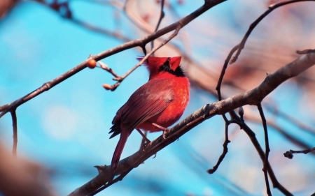 cardinal - bird, fun, cardinal, cool, animals