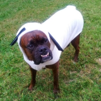 Mixed Boxer Wanna Be Sheep