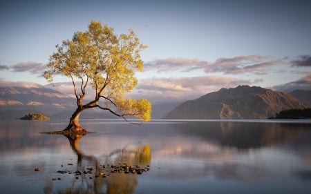 Lonely Tree Standing Alone - nature, lake, trees, reflection, clouds, water, mountains, sunrise