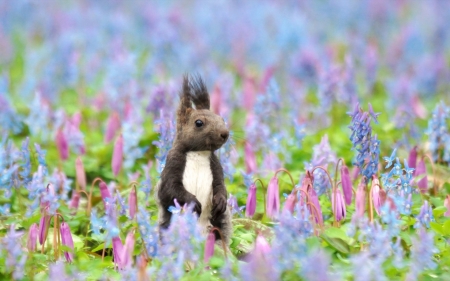 Squirrel - veverita, squirrel, vara, summer, field, pink, blue, animal, flower