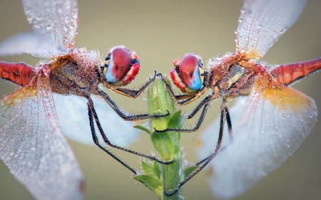 Dragonflies - roberto aldrovandi, insect, orange, couple, pink, dragonfly