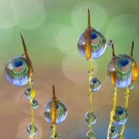 Water drops