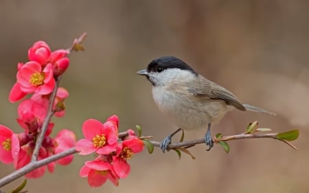 Black-headed Tit - flower, pasare, bird, pink, spring, black-headed tit