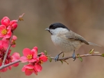 Black-headed Tit