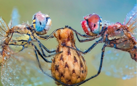 Dragonflies - blue, red, roberto aldrovandi, eyes, libelula, insect, orange, dragonfly