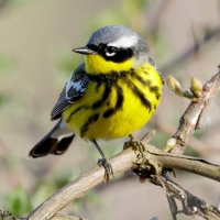 Magnolia Forest Songster