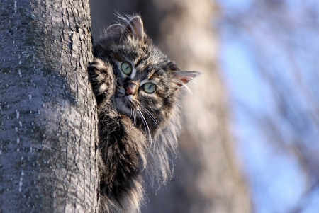 Cat - animal, tree, cat, pisica