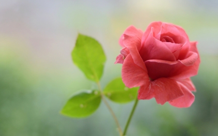 Rose - trandafir, rose, flower, pink