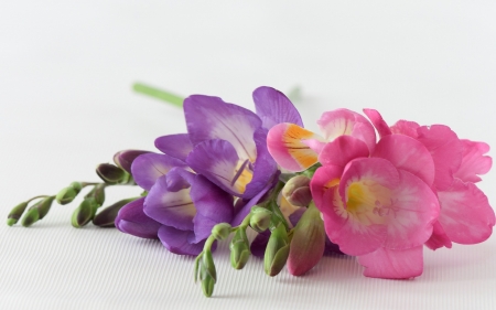 Freesias - freesia, blue, flower, pink