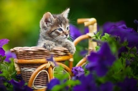 Gray Kitten Looks at Flowers