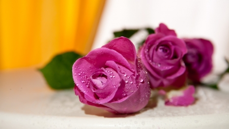 Roses in Drops of Water - nature, macro, petals, water, flowers, drops