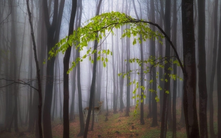 Mist of the forest - nature, tree, forest, mist