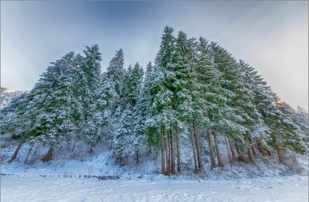 Winter Morning - winter, nature, trees, plants