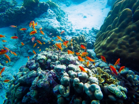 Underwater Beauty