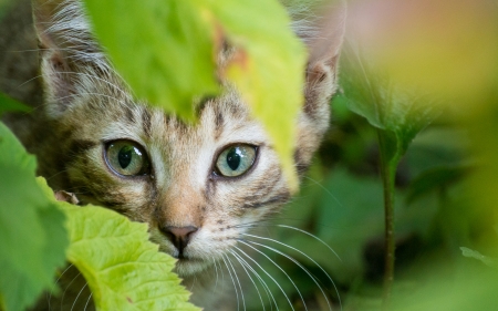 Cat - animal, nature, cat, photo