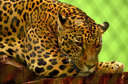 Jaguar - animal, nature, jaguar, cats