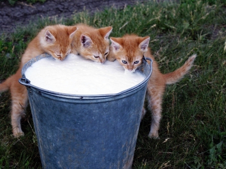 Kittens