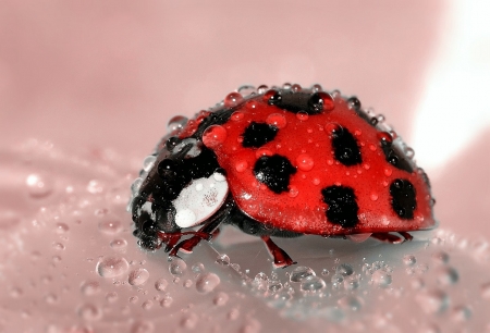 Ladybug - nature, lady, bug, animal, insect