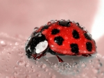 Ladybug