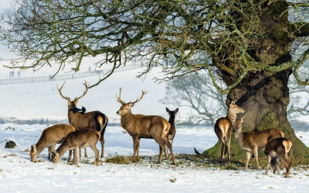 deers - forest, animals, cool, fun, deers