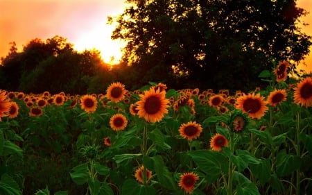 sunflowers - flowers, fun, sunflowers, nature, fields, cool