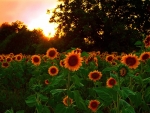 sunflowers