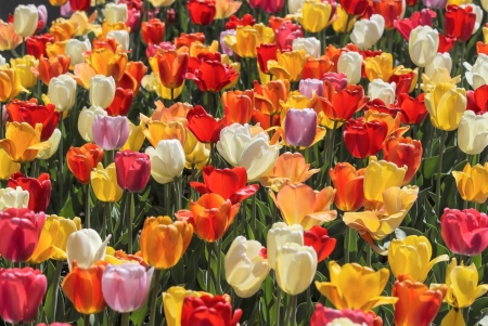 tulips - nature, fun, cool, tulips, flowers