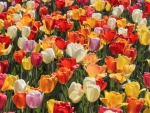 tulips