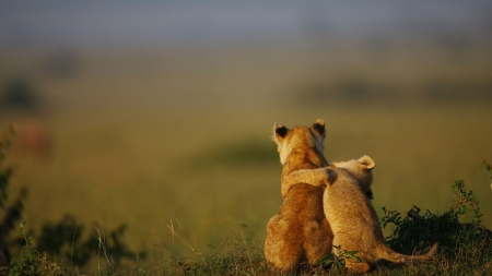 Lions - lions, photo, nature, animals