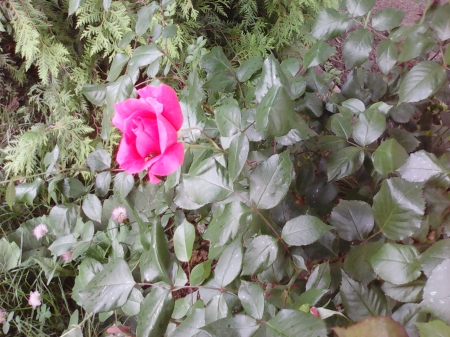 Pink rose - flowers, roses, pink, green