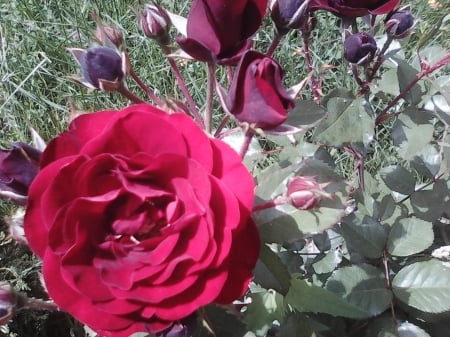 Red rose - roses, flowers, red, garden