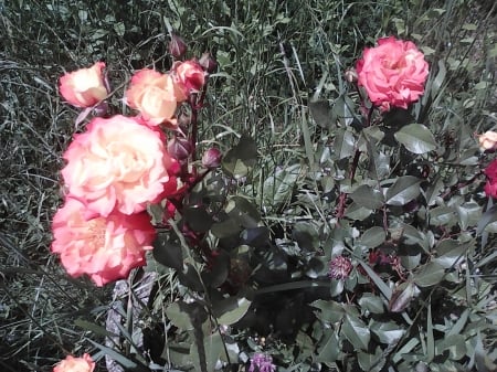 Roses - red, garden, roses, pink, flowers