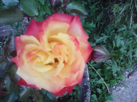 Red and yellow rose - roses, flowers, yellow, garden