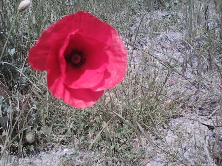 Poppy - nature, flowers, poppy, red