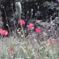 Poppies