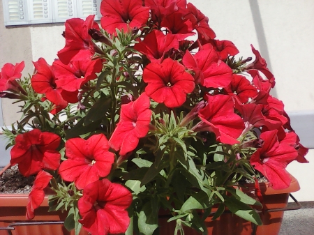 Red flowers - flowers, lovely, red, balcony