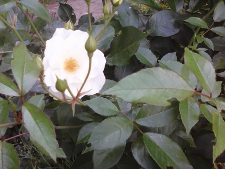 White rose - roses, flowers, white, nature