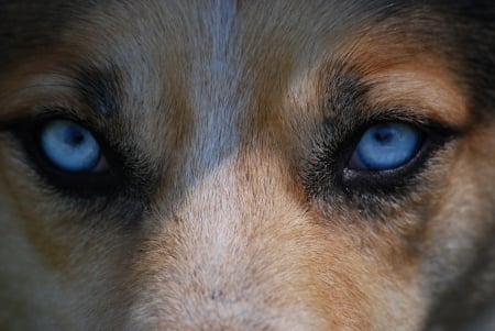 Wolf Eyes - eyes, animal, photo, wolf