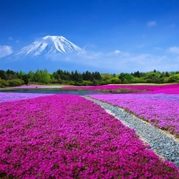 Flower Field with the Mount Fuji , Japan