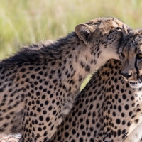 Cheetahs