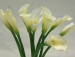 White Callas