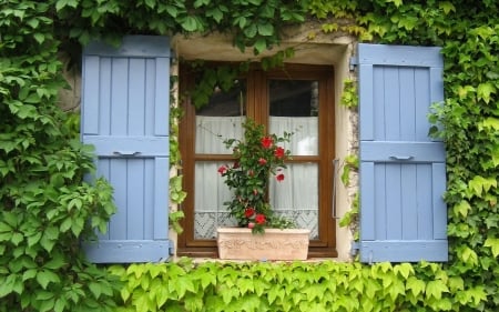 Window in Provence, France - house, France, vines, window