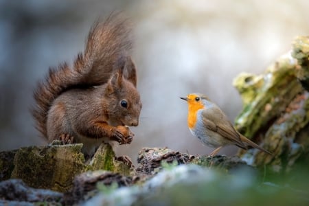 Friends - bird, animal, cute, pasare, squirrel, veverita