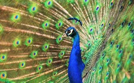 Peacock - peacock, paun, blue, green, bird, pasare