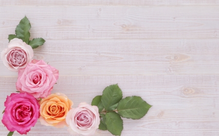 Roses - summer, rose, card, flower, pink, vara, wall