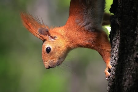 Squirrel - veverita, animal, cute, squirrel